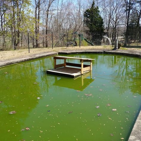 Floating Duck House, Duck House Diy, Duck Feeder, Pet Sanctuary, Yard Animals, Duck Float, Backyard Ducks, Eagle Project, Floating Platform