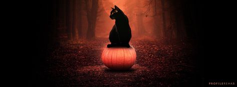 Black Cat Pumpkin Images for Facebook Cover - Halloween Black Cat on Pumpkin - Oct Event Day 18 Halloween Cover Photo Facebook, Cover Photos Facebook Unique, Fb Cover Photos Unique, Halloween Cover Photos, Fall Facebook Cover, Halloween Facebook Cover, Beautiful Facebook Cover Photos, Pumpkin Images, Pumpkin Pictures