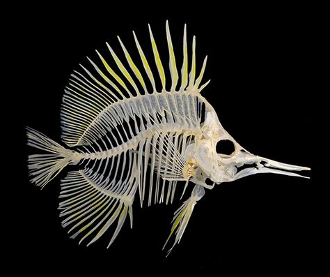 Forcipiger flavissimus (Yellow longnose butterflyfish) skeleton by timwidden.co.uk Skull Reference, Skeleton Anatomy, Fish Bones, Fish Skeleton, Animal Skeletons, Under The Water, Vulture Culture, Animal Anatomy, Skeleton Bones