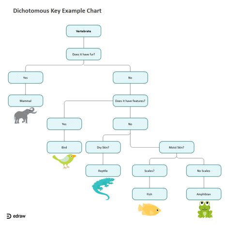 Dichotomous Key Example | EdrawMax Editable Template Dichotomous Key Examples, Dichotomous Key, 1st Grade Worksheets, School Work, Key, Create Yourself