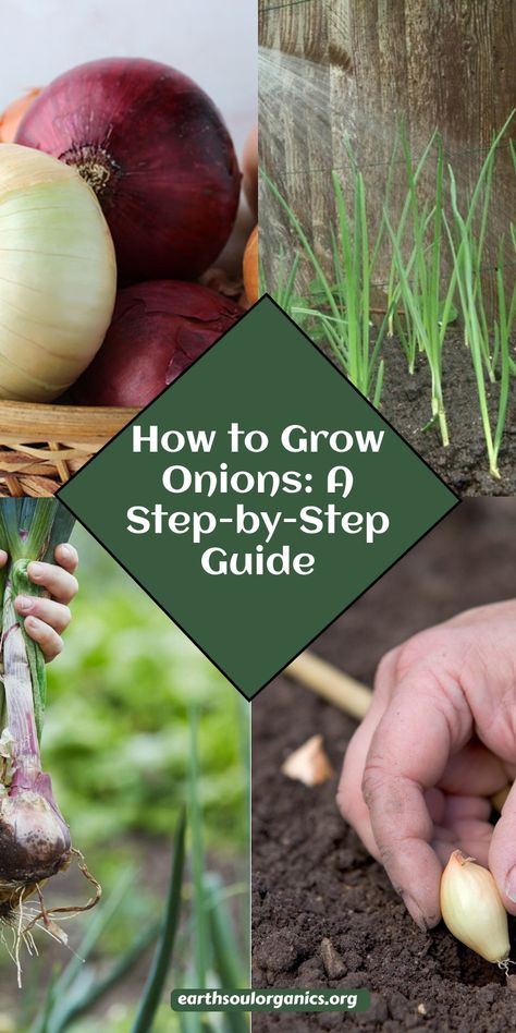 Want a bumper crop of onions? Follow these expert tips on how to grow onions successfully! We cover soil preparation, planting onion sets, spacing, and watering. Plus, learn how to maximize your onion size and flavor with easy care techniques. Perfect for a thriving, productive garden! #GardeningSuccess #OnionGrowing #HarvestTips How To Grow Onions From Seeds, Growing Onions From Bulbs, Onion Planting How To Grow, How To Grow Onions From An Onion, How To Grow Green Onions, Growing Onions From Scraps, How To Grow Onions, Planting Onions Bulbs, Planting Green Onions