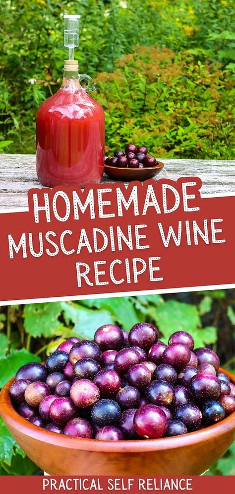 Learn how to make homemade muscadine wine, a sweet and flavorful wine perfect for sipping in the summer or fall. With its rich, fruity taste, muscadine wine can be enjoyed as a dessert wine or made drier with stronger yeast. Discover this delicious Southern tradition! Find more muscadine recipes, honey wine recipes, fall drinks, and How to Make Wine at Home & Homemade Wine Recipes at practicalselfreliance.com. Muscadine Cider Recipe, How To Make Wine, Homemade Muscadine Juice, How To Make Muscadine Wine, Muscadine Preserves, Easy Muscadine Wine Recipe, Muscadine Recipe, Making Wine From Grapes, Fig Wine