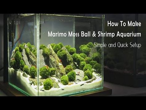 Moss Ball Aquarium Diy, Marimo Moss Ball Aquarium, Moss Ball Aquarium, Shrimp Aquarium, Aquarium Diy, Terrarium Garden, Fish Tank Terrarium, Marimo Moss, Marimo Moss Ball