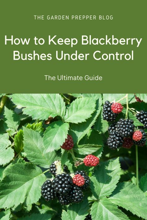 How To Get Rid Of Blackberry Bushes, Blackberry Bushes Trellis, Blackberry Bushes Growing, Blackberry Bush Care, Blackberry Plants Trellis, Blackberry Planting Ideas, Blackberry Bush Trellis, Preserving Blackberries, Blackberry Pruning