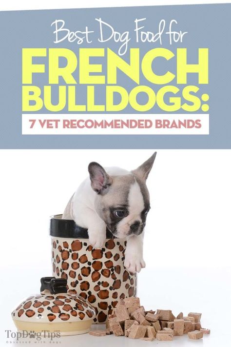 Food For French Bulldog, Hills Dog Food, Grey French Bulldog Puppy, Dog Breeds That Dont Shed, Grey French Bulldog, Organic Dog Food, French Bulldog Breed, Bulldog Breeds, Dog Food Brands