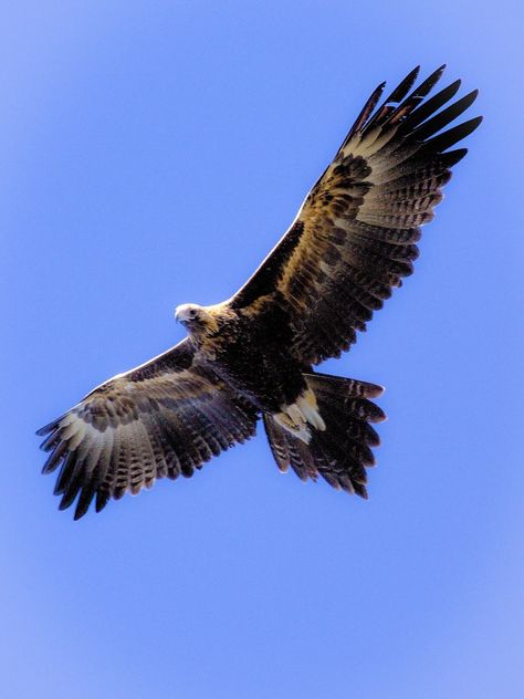 petercookedarwin: “The Wedge-tailed Eagle (Aquila audax) is the largest of the Australian raptors and females may have a wingspan greater than 2.8 metres. A mature female may weigh as much as 5.77kg... Wedgetail Eagle, Different Types Of Eagles, Types Of Eagles, Wedge Tailed Eagle, Eagle Drawing, Eagle Art, Australian Birds, Australian Animals, Big Bird