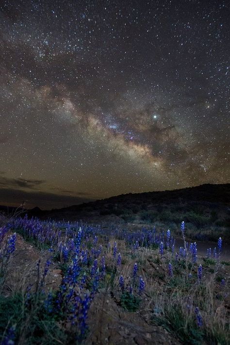 Signature Scent on Twitter: "Milky Way over bluebonnets in Texas! #flowerreport #Cosmos #SundayThoughts #sundayscene #signaturescent… " Terlingua Texas, Alpine Texas, Scenery Pictures, The Milky Way, Big Bend, Stars At Night, Blue Bonnets, Random Pics, San Francisco Bay Area