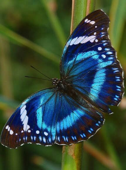 Blue Butterflies, Blue Butterfly, Butterflies, Green, Blue