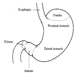 Stomach Anatomy Drawing, Anatomy Easy, Stomach Diagram, Stomach Anatomy, Stomach Images, Pharmacy Images, Digestive System Diagram, Medicine Images, Free Human Body