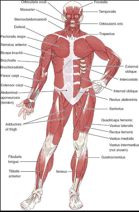 Ear Reflexology, Ligaments And Tendons, Reflexology, Muscles, Anatomy, Quick Saves