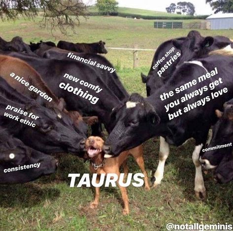 Taurus Zodiac Quotes, Taurus Memes, Zodiac Signs Relationships, Taurus Zodiac Facts, Taurus Quotes, Astrology Taurus, Taurus Love, Taurus Woman, Zodiac Signs Taurus