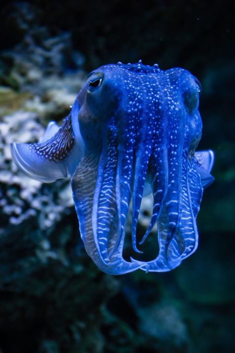 Blue Octopus Aesthetic, Octopus Photography, Common Octopus, Weird Sea Creatures, Fish Photos, Blue Octopus, Pretty Fish, Life Under The Sea, Bottom Of The Ocean