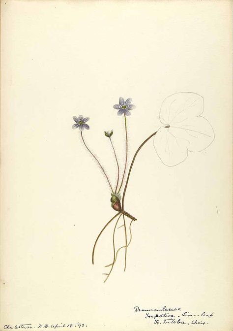 206037 Anemone hepatica L. [as Hepatica triloba Choix] / Sharp, Helen, Water-color sketches of American plants, especially New England, (1888-1910) [Helen Sharp] Hepatica Tattoo, Sketches Of Plants, Anemone Hepatica, Painterly Flowers, Color Sketches, Drawing Black And White, Drawing Black, Background Ideas, Jewelry Tattoo