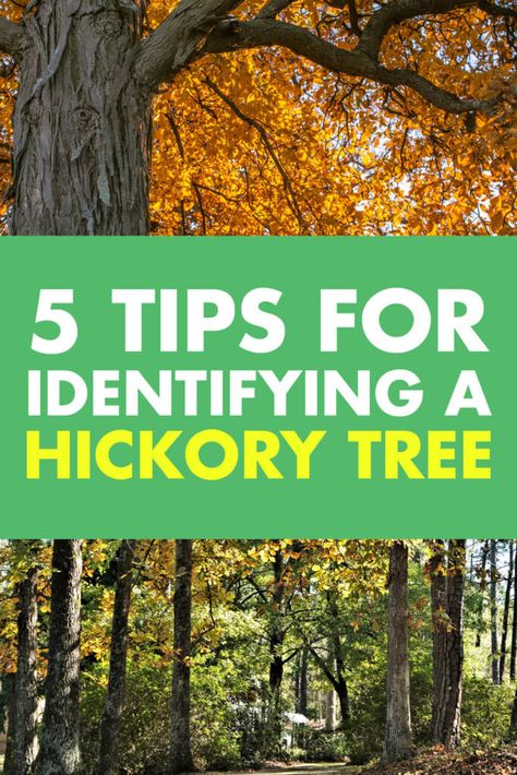 Whether you think you've found a hickory tree or want to identify some hickory trees in your yard, start here. We share 5 tips for identfying hickory trees including what the leaves, bark, nuts, and pith. We discuss these 7 types of hickory trees: Southern Shagbark Hickory Bitternut Hickory Pignut Hickory Kingnut (Shellbark) Hickory Red Hickory Mockernut Hickory Sand Hickory Hickory Tree Tattoo, Shagbark Hickory Tree, Hickory Leaf, How To Identify Trees, Tree Bark Identification, Buckeye Tree, Hickory Tree, Tree Id, Garden Companion Planting