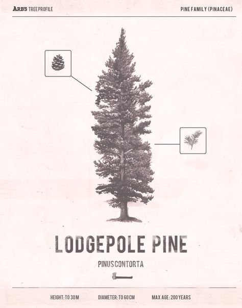 Lodgepole Pine, Erosion Control, Scrapbook Art, Tree Service, Tree Photography, Pine Needles, New Poster, Pine Trees, Pine Tree