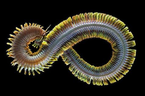 Velvet Worm, Annelid, Giant Fish, Fauna Marina, Marine Ecosystem, Marine Environment, Science Photos, Weather Channel, Underwater Life