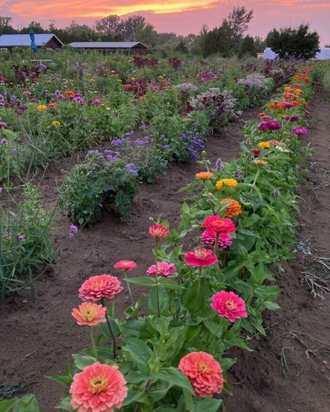 There are few things more beautiful than rows upon rows of colorful wildflowers, and this is precisely why a trip to GardenView Flowers promises to delight. Flower Rows Garden, Oklahoma Garden, Farm Plants, Rows Of Flowers, Colorful Flower Garden, Plant Decor Ideas, Wildflower Landscape, Flower Farms, Garden Aesthetics