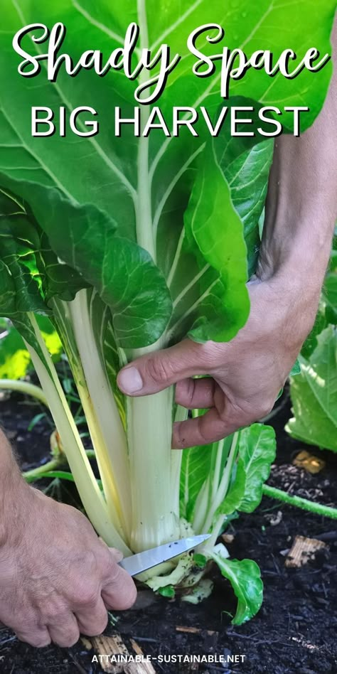 hands cutting swiss chard in the garden Shade Garden Vegetables, Low Light Vegetables, Shaded Vegetable Garden, Low Light Garden Outdoor, Low Light Vegetable Garden, Shade Tolerant Vegetables, Vegetables That Grow In Shade, Shade Loving Vegetables, Vegetables To Grow Together