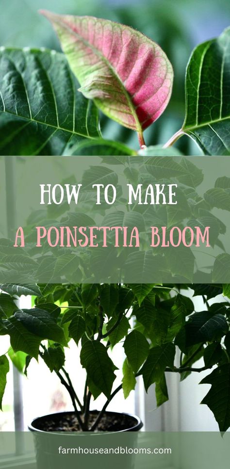 two pictures of poinsettias How To Take Care Of A Poinsettia Plant, How To Care For A Pointsetta Tips, Ponsietta Flowers, Pointsetta Plant, Holiday Cactus, Poinsettia Plant, Household Plants, Plant Care Houseplant, Plant Help