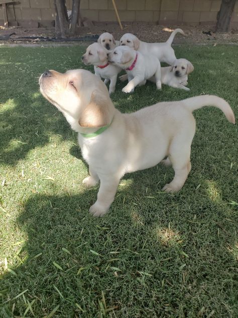 AKC Yellow lab puppies Yellow Lab Puppy, Yellow Lab Puppies, Poodle Puppies For Sale, Puppies For Sale Near Me, Yellow Labrador, Lab Puppies, Yellow Lab, Labrador Puppy, Poodle Puppy