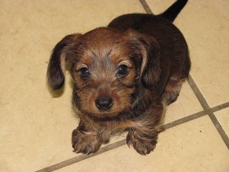 Dorkie (Dachshund-Yorkie Mix) Info, Temperament, Puppies, Pictures Girl Dog Names, Yorkie Mix, Dachshund Mix, Dog Rules, Yorkie Puppy, Mixed Breed Dogs, Puppy Pictures, Girl And Dog, Yorkshire Terrier