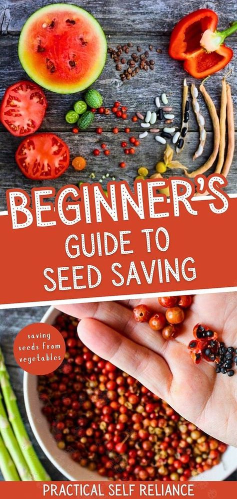 Beginner's guide to seed saving helps you produce high-quality heirloom seeds year after year. Learn the basics of drying, storing seeds in envelopes, and planting saved seeds. Get tips on seed bank storage and how to save flower, vegetable, and fruit seeds. Find more seed saving ideas, seed collecting, storing seeds for next year, and Seed Saving Tips & Saving Seeds From Vegetables at practicalselfreliance.com. Collecting Seeds Vegetables, Save Seeds, How To Save Seeds For Next Year, Storing Seeds For Next Year, Drying Seeds For Planting, Seed Saving Storage Ideas, How To Dry Seeds For Next Year, How To Save Seeds, Seed Saving Tips