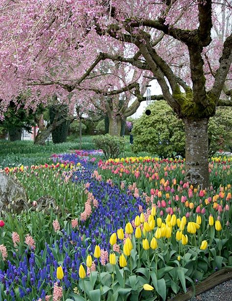 Mother Day Gift Ideas, Mount Vernon Washington, Different Types Of Fences, Front Yard Flowers, Skagit Valley Tulip Festival, Ideas For Mother's Day, Mother's Day Printables, Spring Getaway, Skagit Valley