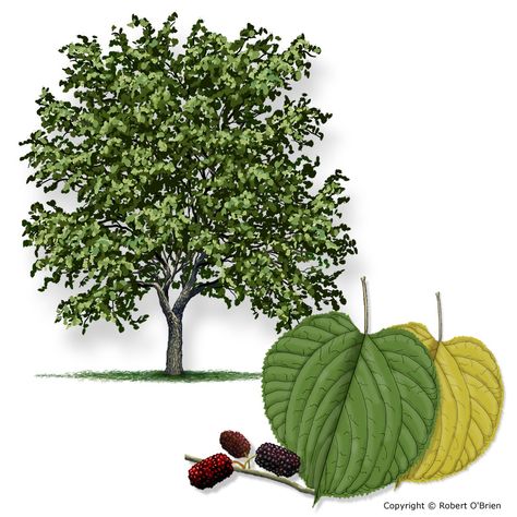 Red Mulberry Tree, Mulberry Tree Drawing, Texas Trees, Elm Tree, Mulberry Tree, Tree Service, Colorado River, Forest Service, Propagating Plants