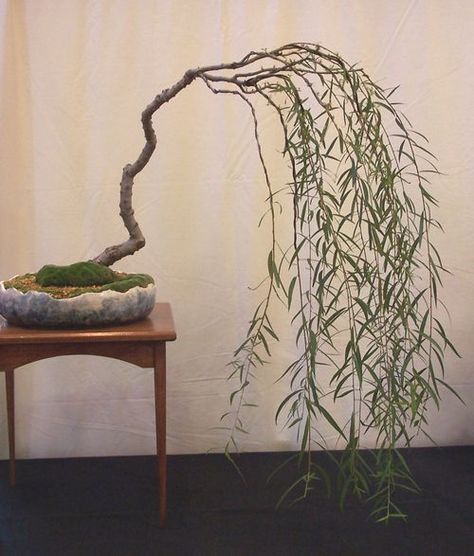 Bamboo Sticks Decor, Weeping Bonsai, Salix Babylonica, Ficus Bonsai, Weeping Willow Tree, Curly Willow, Willow Branches, Weeping Willow, Mini A