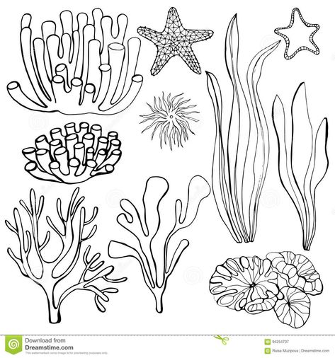 Illustration about Hand-drawn algae and corals.Hand-drawn fruits. Bananas. Vector illustration. Starfish. Vector illustration. Illustration of algae, hand, branch - 94254707 Easy Coral Drawing, Sea Life Line Art, How To Draw Coral, Sea Floor Drawing, Sea Coral Drawing, Sea Life Drawings, Coral Reef Drawing, Coral Drawing, Ocean Drawing