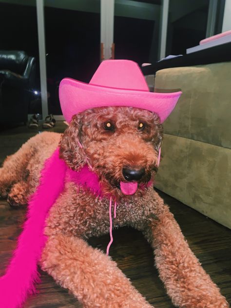 pink cowboy cowgirl hat dog aesthetic fancy aesthetic golden doodle puppy vsco dog rich preppy pink bougie Preppy Golden Doodle, Preppy Puppies, Rich Preppy, Preppy Puppy, Preppy Animals, Vsco Dog, Puppy Halloween Costumes, Golden Doodle Puppy, Preppy Cowgirl