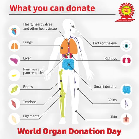 World Organ Donation Day Organ Donation Poster, World Organ Donation Day, Donation Poster, Organ Donation Awareness, Organ Donor, Organ Transplant, Organ Donation, Making A Difference, Drawings Simple