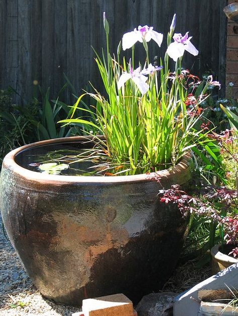 Small Water Gardens, Container Water Gardens, Garden Water Feature, Have Inspiration, Water Features In The Garden, Ponds Backyard, Water Bowl, Water Flowers, Garden Cottage