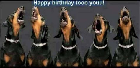 Doberman Pictures, Choir Practice, Stop Dog Barking, Doberman Love, Doberman Pinscher Dog, Doberman Dogs, Forever Friends, Weiner Dog, Dog Barking