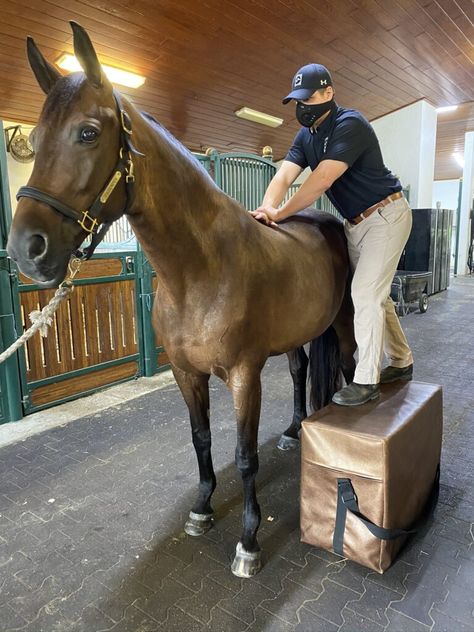 In this week's Best of Jumper Nation, Dr. Ryan Lukens of Palm Beach Equine Clinic helps with the basics of veterinary chiropractic work for your equine athletes. Horse Rehabilitation Center, Equine Veterinary Aesthetic, Vet Physiotherapy, Horse Chiropractor, Vet College, Equine Chiropractic, Vet Inspiration, Horse Rehabilitation, Farm Vet