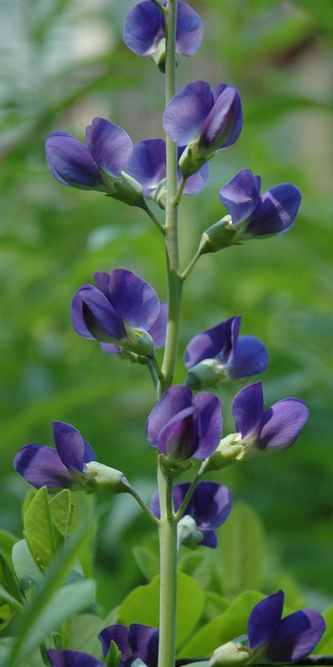 Blue False Indigo False Indigo Tattoo, Blue False Indigo, Indigo Flowers, False Indigo, Landscaping Around House, Indigo Flower, Indigo Plant, Natural Flowers, Beautiful Flowers Wallpapers