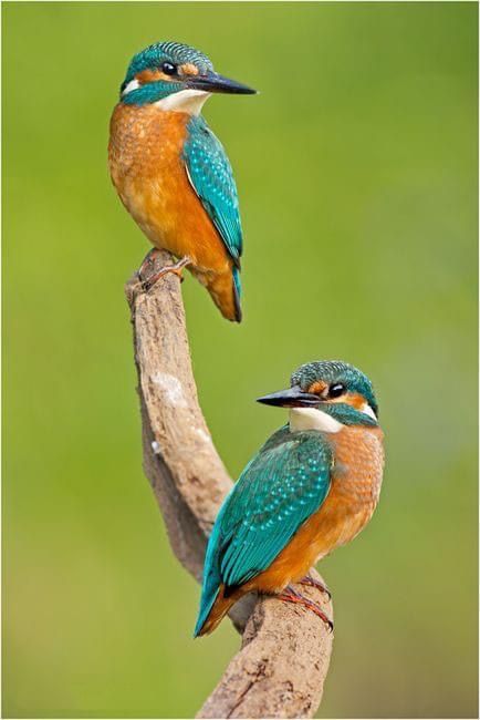 Common Kingfisher, Animals Tattoo, Kingfisher Bird, Funny Birds, Nature Birds, Bird Pictures, Exotic Birds, Pretty Birds, Bird Photo