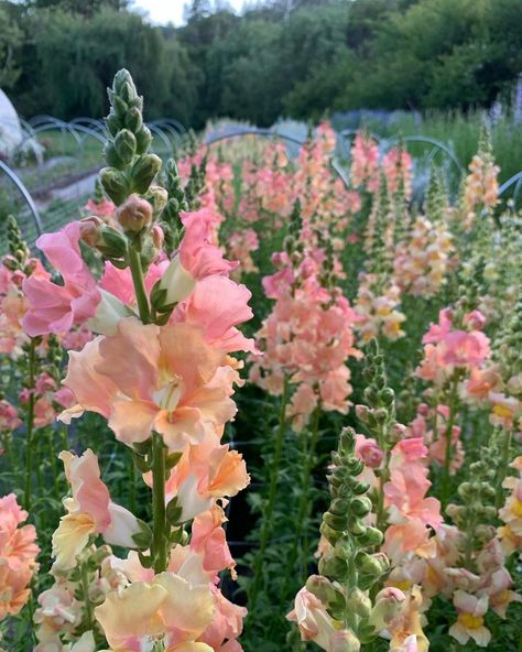 Fleur Aesthetic, Snapdragon Flowers, Backyard Garden Ideas, Backyard Dreams, Oh Snap, Feather Flower, Here We Go Again, Dream Backyard, Country Garden