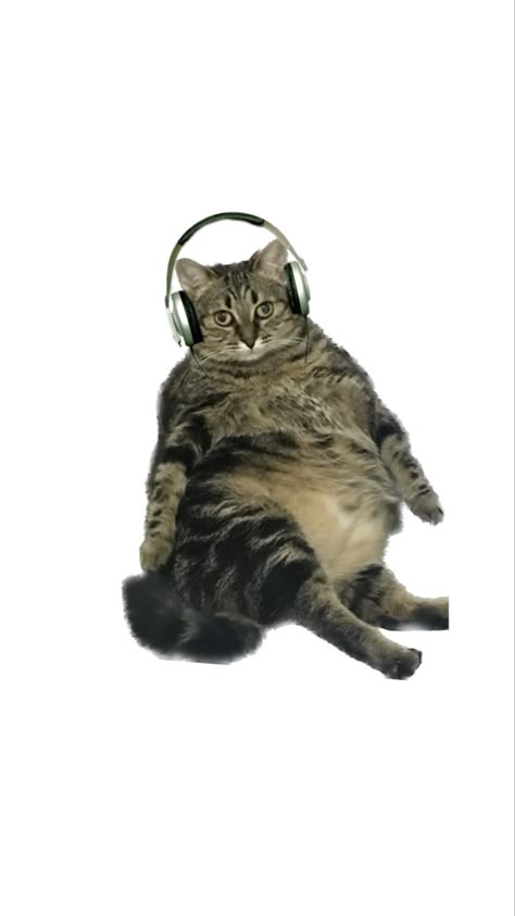 Cat With Headphones Wallpaper, Weird Cat Wallpaper, Weird Wallpaper, Weird Stickers, Y2k Background, Cat Icon, Simple Wallpapers, Homescreen Wallpaper, Cat Wallpaper