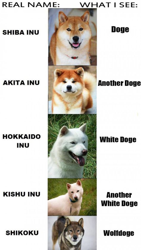 Such types. Very species. Much doges. WOW - 9GAG Japanese Dog Breeds, Doge Dog, Japanese Akita, Japanese Dogs, Akita Dog, Shiba Inu Dog, Types Of Dogs, Alaskan Malamute, 웃긴 사진