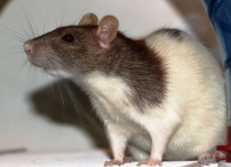 Great News! India Looks to Replace Animal Drug Testing with Humane Alternatives! Hooded Rat, Clever Animals, Animal Experiments, Baby Rats, Pet Rat, Funny Rats, Fancy Rat, Cute Rats, Mouse Rat