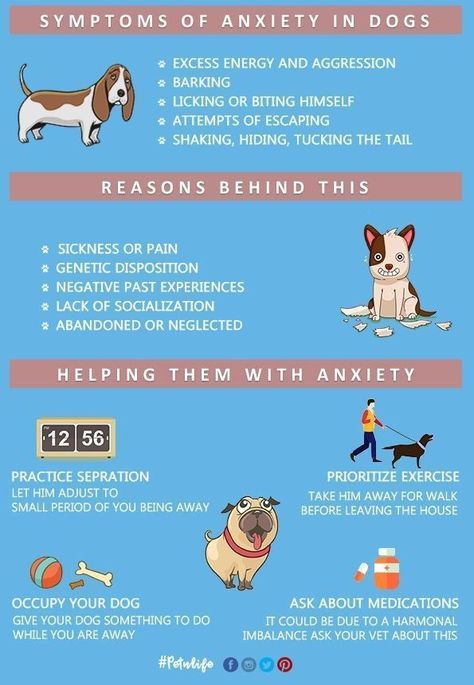 Solve any dog behavior problem tips Puppy Preparation, Dog Psychology, All Breeds Of Dogs, Dog Behavior Problems, Dog Business, Dog Brain, Dog Tips, Best Dog Training, Dog Facts