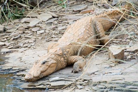 The mugger crocodile (Crocodylus palustris) is also known as broad-snouted, marsh crocodile, and mugger.



It is a crocodilian endemic to freshwater habitats ...
#Crocodile #Crocodilians #Profile #Reptiles Mugger Crocodile, Crocodile Species, Saltwater Crocodile, Wildlife Reserve, Wildlife Sanctuary, Crocodiles, Reptiles And Amphibians, Amphibians, Animal Kingdom