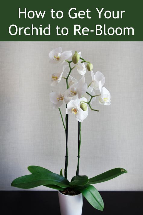 Unlock the secrets of orchid care and enjoy year-round blooms. Learn How to Get Your Orchid to Re-Bloom. 🌼🌿 Natural Orchid Fertilizer, How To Get An Orchid To Bloom Again, How To Regrow Orchids, Care For Orchids After Blooming, Indoor Orchids Garden, How To Care For An Orchid, When To Repot Orchids, How To Get Orchids To Bloom Again, How To Grow Orchids Indoors