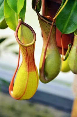 Pitcher Plant Nature Did It First Biomimicry Engineering STEM Challenge Pitcher Plant Care, Plants Aesthetic, Rare Roses, Strange Flowers, Pitcher Plant, Sweet Violets, Mini Greenhouse, Plant Aesthetic, Carnivorous Plants