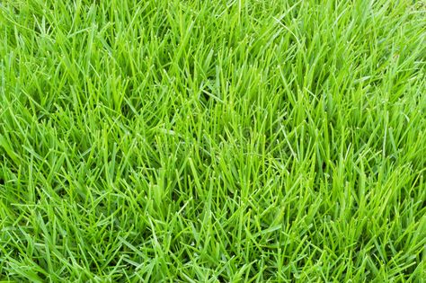 Poa annua grass. This a troublesome annual bluegrass is light green in color #Sponsored , #PAID, #sponsored, #grass, #Poa, #green, #troublesome Tall Fescue Lawn, Tall Fescue Grass, Fescue Lawn, Fescue Grass, Tall Fescue, Bermuda Grass, Growing Grass, Types Of Grass, Grass Type