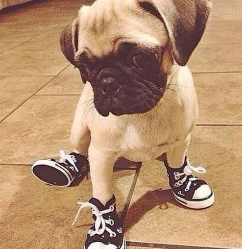 Pugs And Kisses, A Pug, Pug Puppies, Pugs Funny, Cute Pugs, Pug Lover, Pug Love, Pug Life, Pug Dog