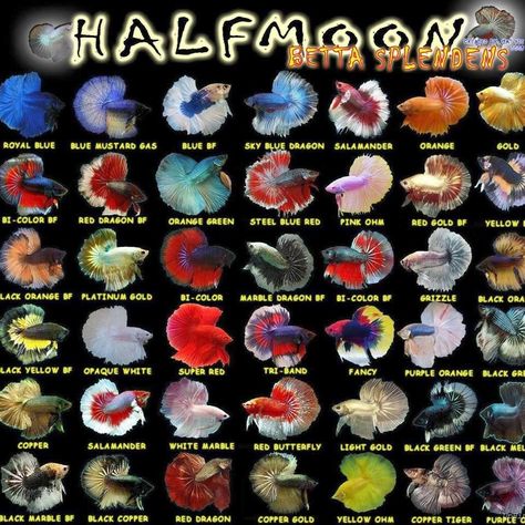 Betta fish form: Types of Halfmoon betta fish  http://bettafishgroup.blogspot.in/2013/11/types-of-halfmoon-betta-fish.html Breeding Betta Fish, Ikan Air Tawar, Taman Air, Betta Fish Types, Betta Aquarium, Tropical Freshwater Fish, Guppy Fish, Betta Fish Care, Pretty Fish