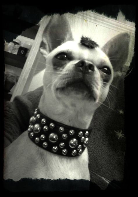 Chihuahua punk style!!! Emo Dog, Punk Dog, Punk Aesthetic, Punk Style, Fall 2024, Punk Fashion, Make Me Smile, Chihuahua, French Bulldog