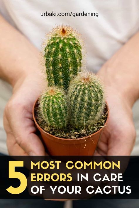 Growing Cactus From Seed, Cactus Garden Design, Small Cactus Plants, Cactus Garden Landscaping, Plant Cactus, Indoor Flowering Plants, Cactus Seeds, Cactus Care, Small Cactus